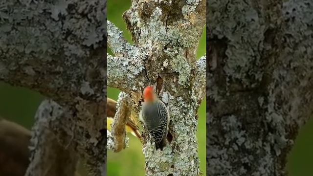 Птица Дятел | Woodpecker смотреть онлайн