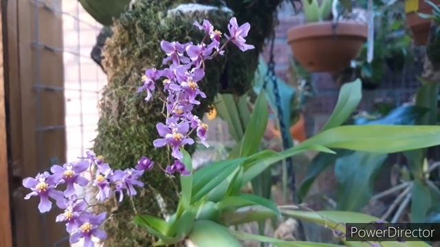Как посадить орхидею Онцидиум. Орхидеи на блоке. Oncidium sotoanum уход и содержание. смотреть онлайн