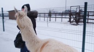 Альпаки и Ламы. Эко ферма в Подмосковье. Российские Альпаки. Альпака