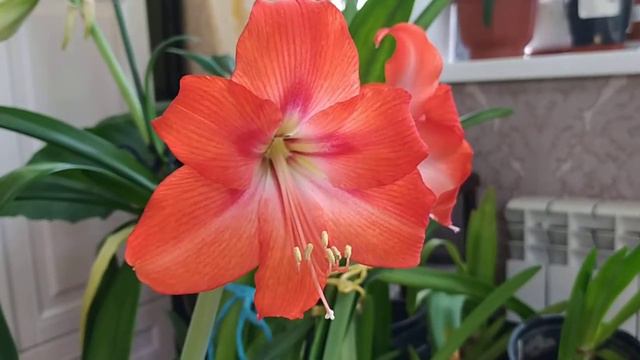 Цветение нового сеянца гиппеаструма- Аленький цветочек. смотреть онлайн