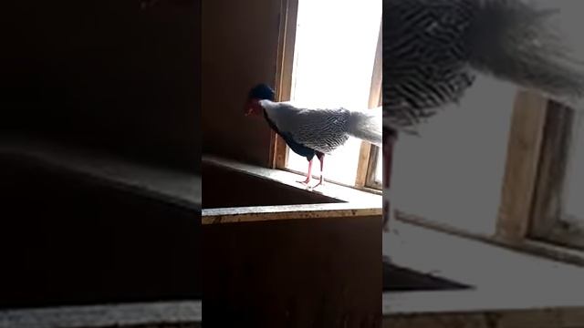 Серебристый фазан смотреть онлайн