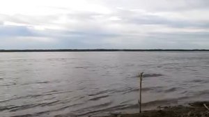 Рыбалка на живца Волга 2016 весна