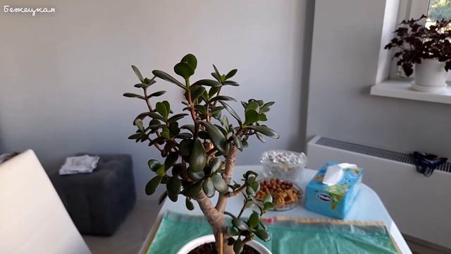 Мои денежные деревья ожили и продолжают радовать нас своей красотой. Толстянка после реанимации