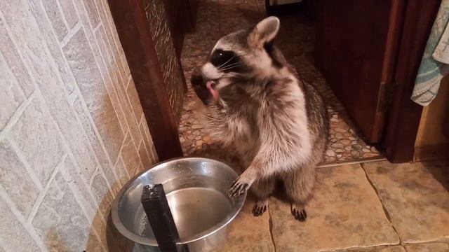 Енот пьёт воду. смотреть онлайн