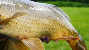 РЫБАЛКА НА КАРПА ЛЕТОМ! Отдых всей семьёй Карптревел!