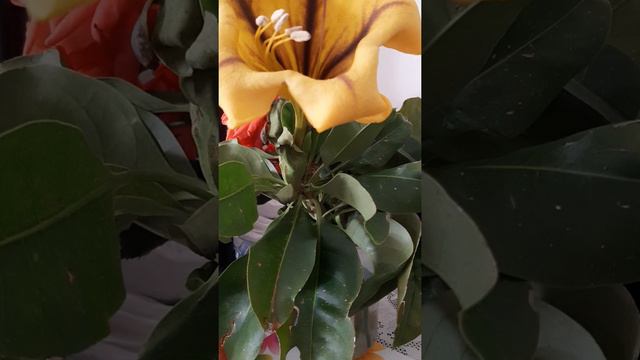 Ты у меня одна.Татьяна поет тепло и ласково. смотреть онлайн