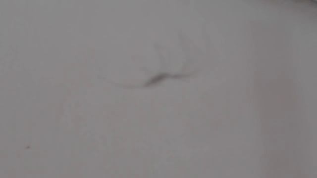 Паук-сенокосец в квартире. Танец страха.