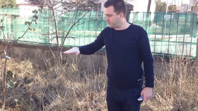 Keskenylevelű Ezüstfa (Elaeagnus angustifolia) alakító metszése - Megyeri Szabolcs Kertészet смотреть онлайн