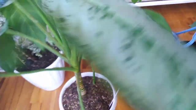 Комнатные растения. Обзор аглаонем. Новинки . Новый состав грунта. смотреть онлайн
