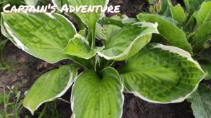 Хоста Captains Adventure