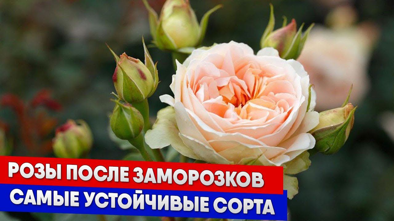 Розы после заморозков, самые устойчивые сорта