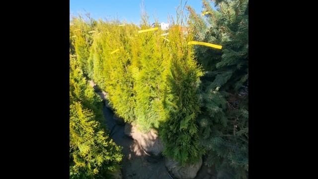 22 апреля 2023. Туи Брабант и Смарагд смотреть онлайн