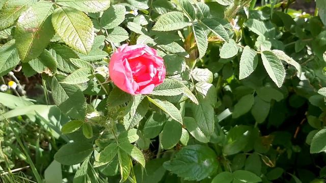 Днепр🇺🇦Красота природы🌿🌸🌿 Пение птиц🕊Релакс 🌿Красота природы 🌿 Цветут розы🌿🌹🌿и Ромашки🌿🌼🌿 30.05.22 смотреть онлайн