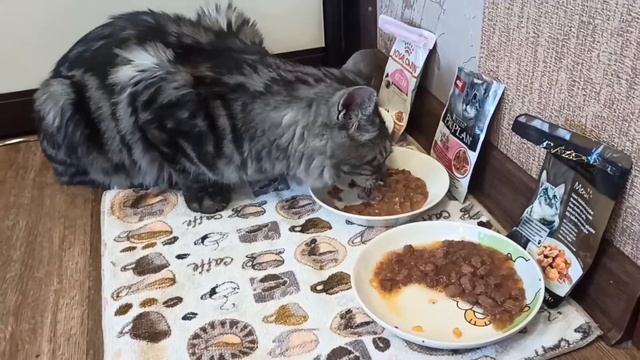 Битва консервов. день 22. Птица. #EDEL CAT # PRO PLAN# ROYAL CANIN. Или хотошо и кошачьи консервы смотреть онлайн