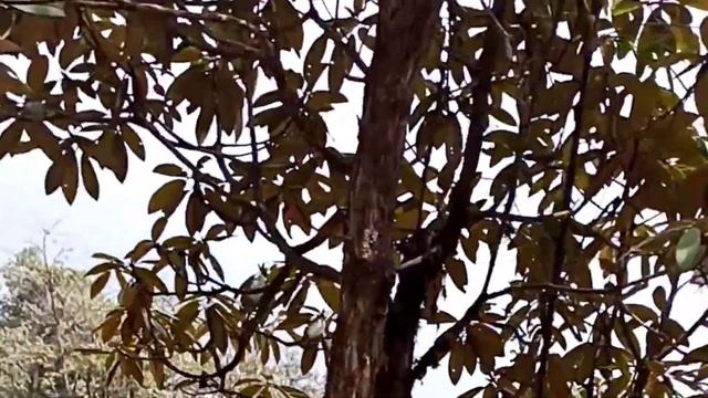 TREK THROUGH BARSEY RHODODENDRON SANCTUARY | LAND OF GURAS | OKHREY | HILLEY | BARSEY смотреть онлайн
