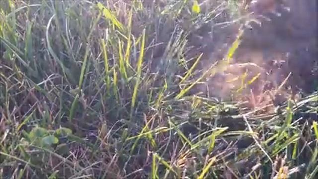 Minelab Go-Find 44 Park Hunt and Thoughts смотреть онлайн