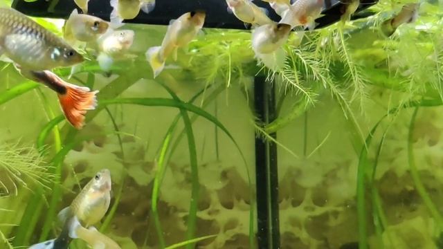 Самка гуппи Бонни - подруга Гаэля, выросла смотреть онлайн