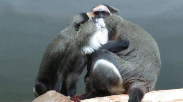 Семейство мартышек бразза с малышами 07.11.2019 смотреть онлайн