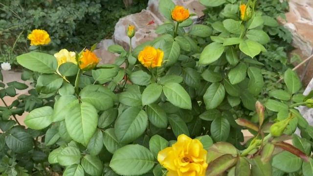 Роза Керио, начинается третья волна цветения! Жара продолжается??? смотреть онлайн