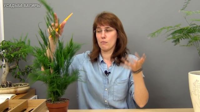 Аспарагус. Посадка и уход. смотреть онлайн