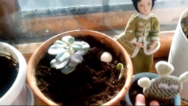 Мои кактусы | моё первое видео смотреть онлайн
