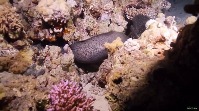 Гигантская мурена (Gymnothorax javanicus) смотреть онлайн