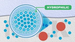 Механизм работы сычужного фермента
