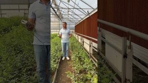 Охлаждение теплиц испарительное. Действующий проект.