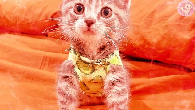 The kitten in the cute protective shirt jumps and plays as if nothing happened #catrescue смотреть онлайн