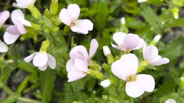 ДЕСЯТЬ СОРТОВ АРАБИСА И ОДНА ОБРИЕТА?ЦВЕТЕНИЕ ДОЖДЛИВОЙ ВЕСНОЙ?️ смотреть онлайн