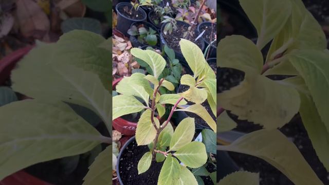 Акция на сорт Эрли Роуз,продолжается!И можно еще выбрать разные сорта!🍂 смотреть онлайн