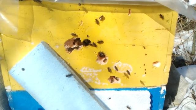 Улей из пенополистирола.Проблемная зимовка пчёл.Зимовка пчел на воле.ПЧЕЛЫ ВЫЖИЛ смотреть онлайн