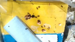 Улей из пенополистирола.Проблемная зимовка пчёл.Зимовка пчел на воле.ПЧЕЛЫ ВЫЖИЛ