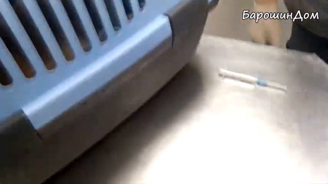 Приехали в ветклинику. С Рыжиком все плохо. Что делать? Мне нужен ваш совет! Бедный, бедный котик! смотреть онлайн