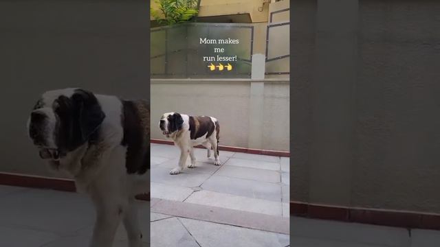 Dog confused by Prajwal devaraj and mom смотреть онлайн