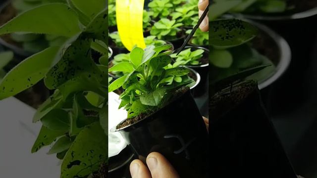 Прищипывать Петунию или НЕТ? смотреть онлайн
