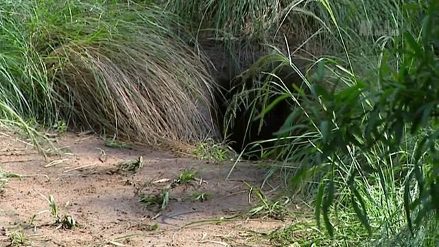 Дикая природа Масштабируемая атака _ A Scaled Attack HD .mp4