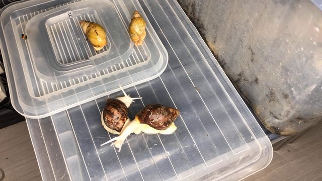 Чуть не лишилась половины своих улиток|Питание Ахатин и Архахатин смотреть онлайн