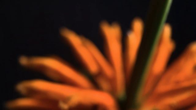 Orange Flower Plant смотреть онлайн
