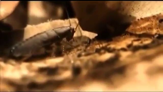 Избежавший смерти богомол в поисках пищи смотреть онлайн