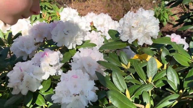 Парк рододендронов в Бабите (Babite) - прогулка по парку питомнику - рододендроны 18 мая 2020 года смотреть онлайн