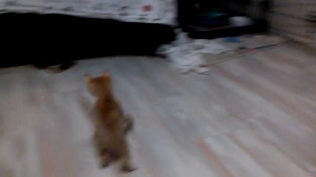 котята смотреть онлайн