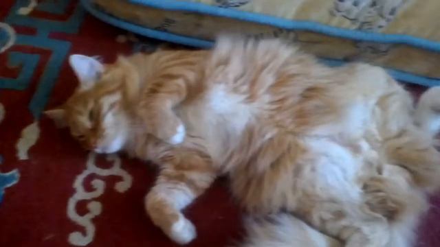 Сеня прикройся))) (-: смотреть онлайн