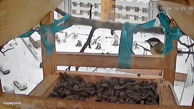 Обед синичек. смотреть онлайн