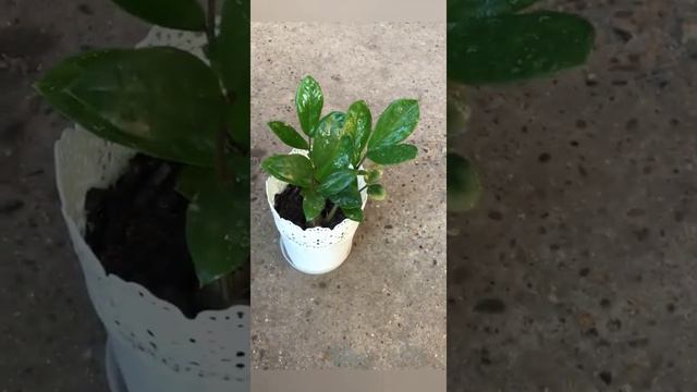 #Замиокулькас. #Щитовка #ВиленаЦветкова смотреть онлайн