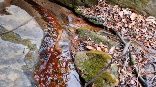 야생 도롱뇽을 1년 만에 다시 만났는데!! 겁 없이 사람에게 다가오는 도롱뇽..