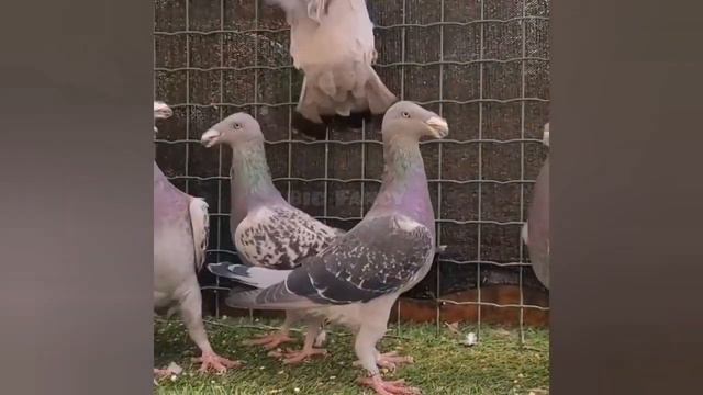 world unique amazing rare and unusual pigeon types breeds - fancy Pigeon Loft | Fancy Pigeon farm смотреть онлайн