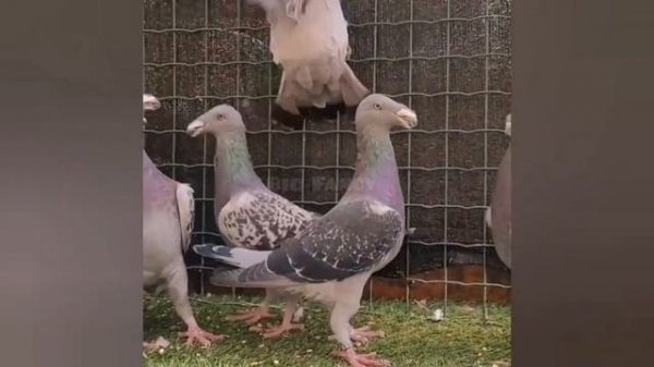 world unique amazing rare and unusual pigeon types breeds - fancy Pigeon Loft  | Fancy Pigeon farm