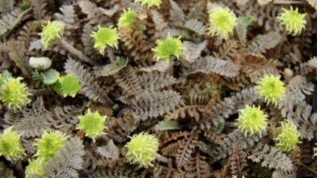 Лептинелла