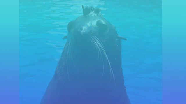 Самые Милые Животные Планеты (Морские Котики)Most Cute Animals of the Planet ( seals) смотреть онлайн